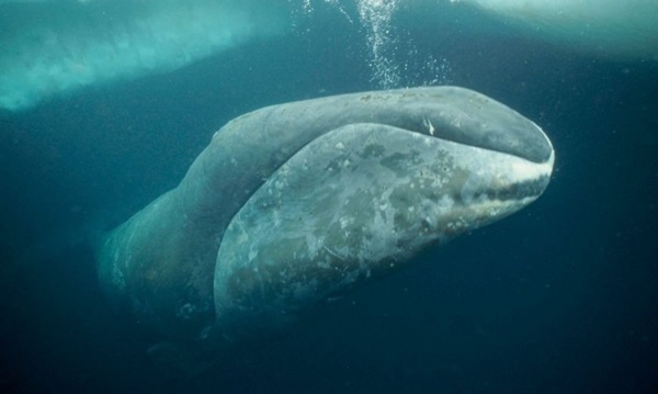 La ballena franca boreal estÃ¡ virtualmente extinta. Foto: Anipedia